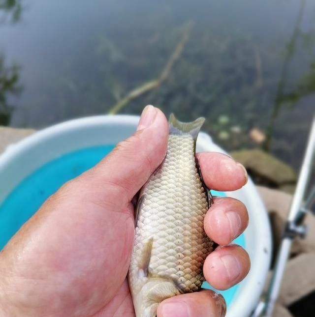 高温天,钓大鱼先克服这些“难题”,不是我吹,渔获瞬间猛增几倍