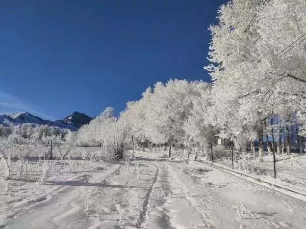  区税务局驻|大雪节气，想和你一起去看雪！一起，慢慢白了头~