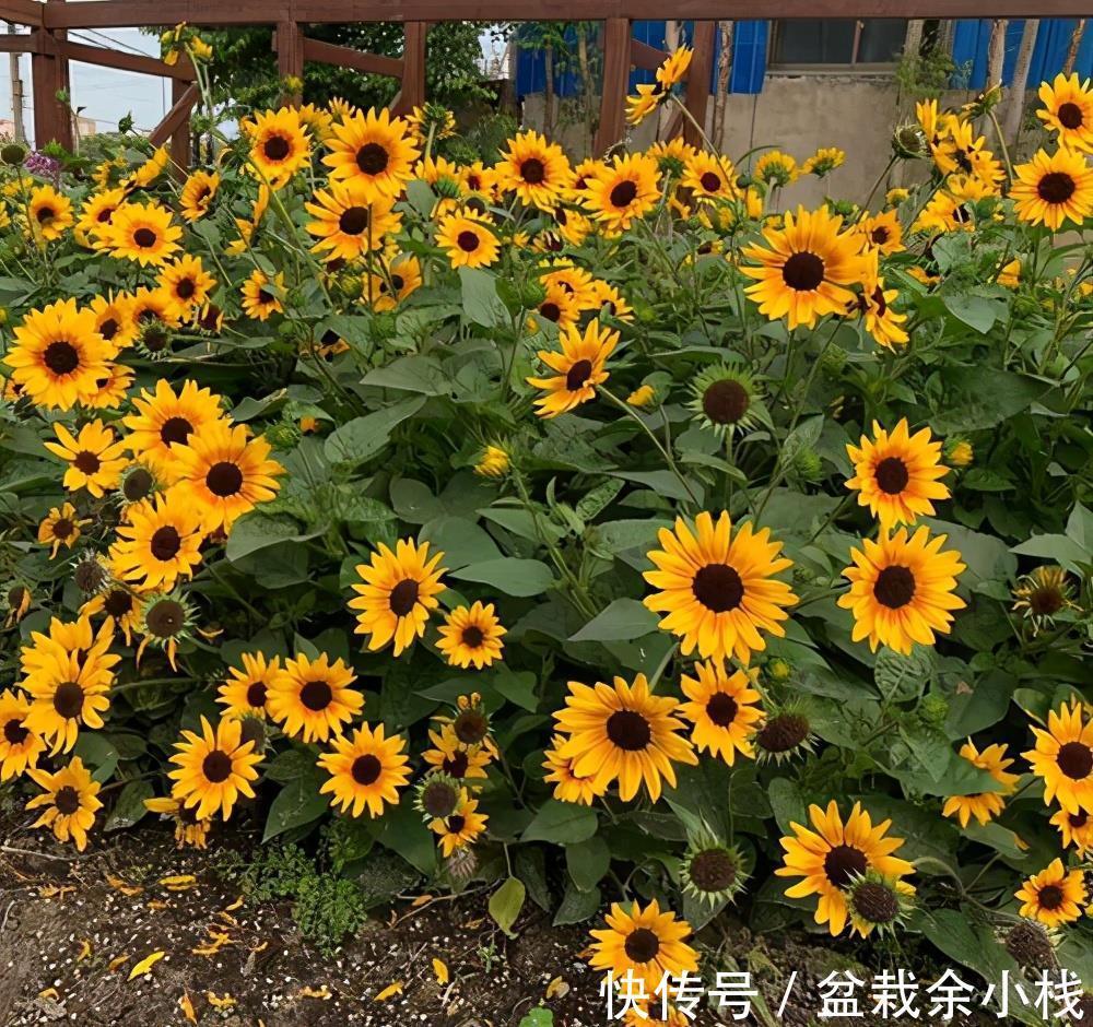凌霄花|9种漂亮花,热不死晒不怕,开花大半年,没有病虫害,38度成花海
