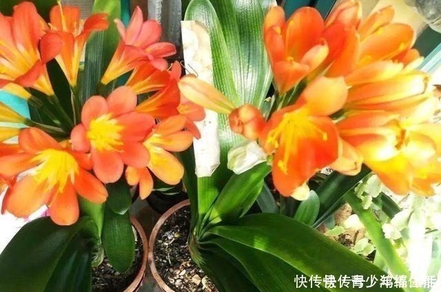 养君子兰,“深盆”好,还是“浅盆”好选错了,不长叶,难开花!