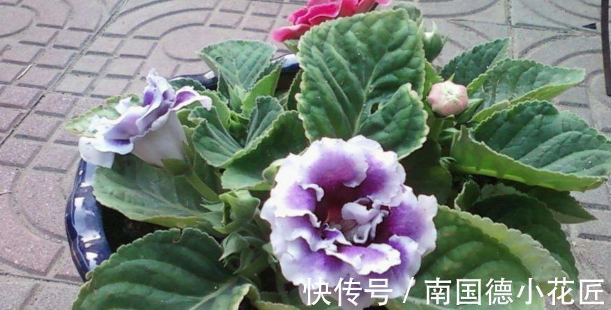 浇水|想要在家养花,想要大富大贵,不如就盆栽它,好活、寓意美