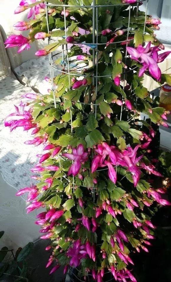 蟹爪兰|蟹爪兰与2种植物“天生一对”,嫁接6层塔,一次开花200朵