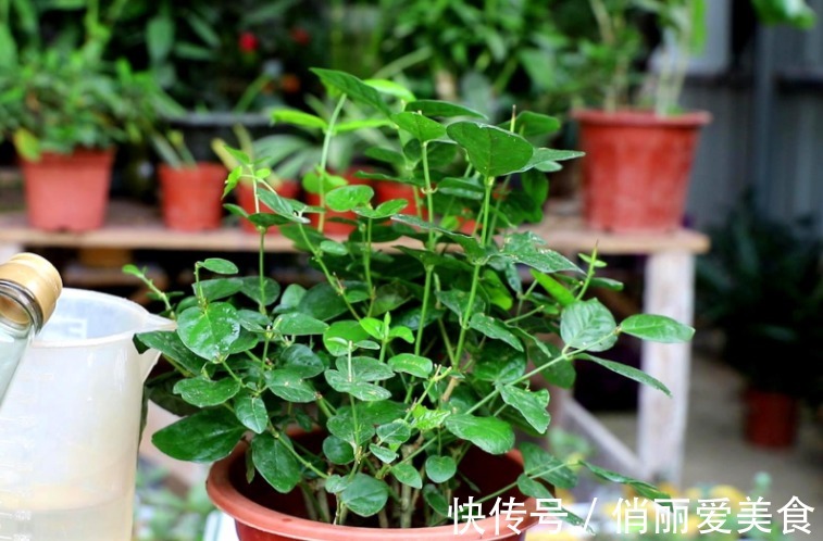 夏季养茉莉，想花开爆盆，芳香四溢，盆栽管理得注意此3点