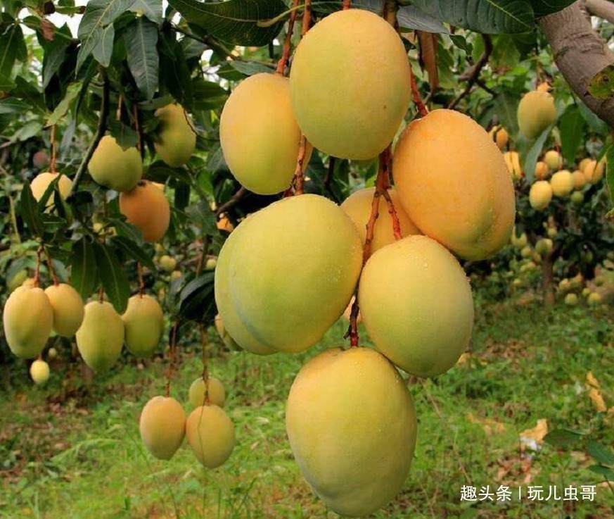 芒果|种植优质芒果的四项条件,轻松易掌握,收获好看又好吃的芒果来!