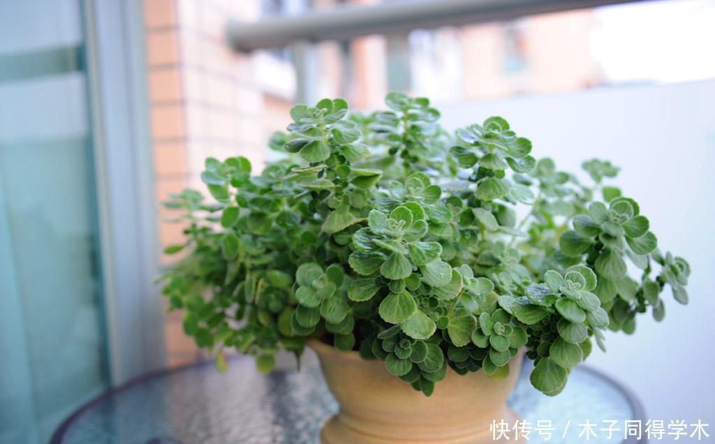 漂亮|五种简单好养的漂亮省心花,不招虫、不生病!居家养花别错过