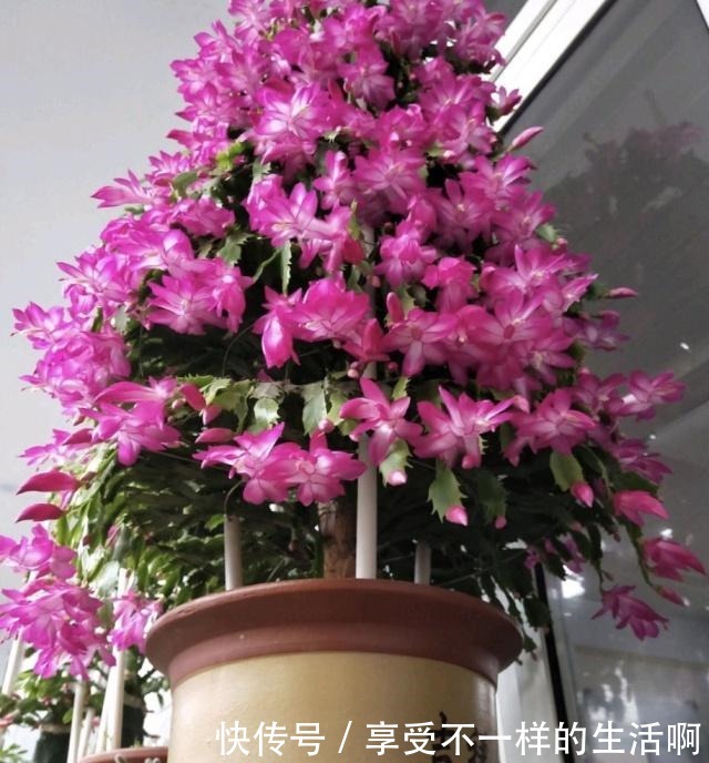 春天扦插3种花,剪1根枝条15天“冒白根”,一次开花上百朵!