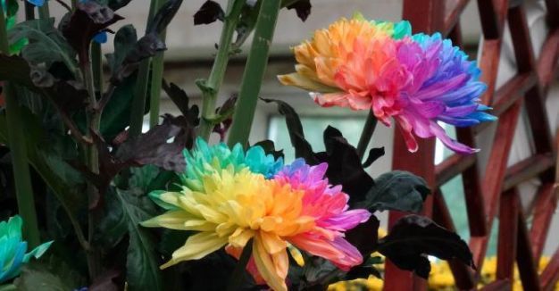 喜欢菊花，不如养盆优良名菊“七彩菊”似七彩祥云，飘舞绚丽