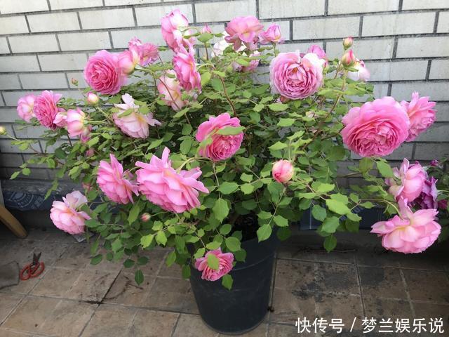 月季“扦插”活不了?老花友教你方法,枝条就能活