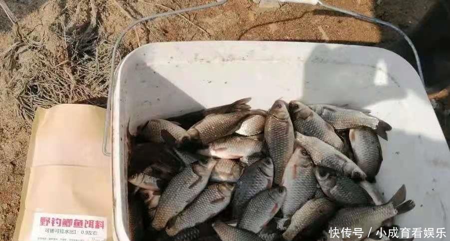 大板|怎么也没料到,大板鲫对这饵情有独钟!每用一次都特过瘾