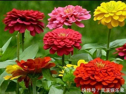 柚子皮做肥料养花，让花卉蹭蹭冒花苞，四季不断，效果超级棒