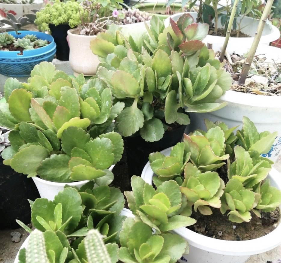 进入11月中旬，长寿花冒出花芽，别做“3件”错事，小心全毁了