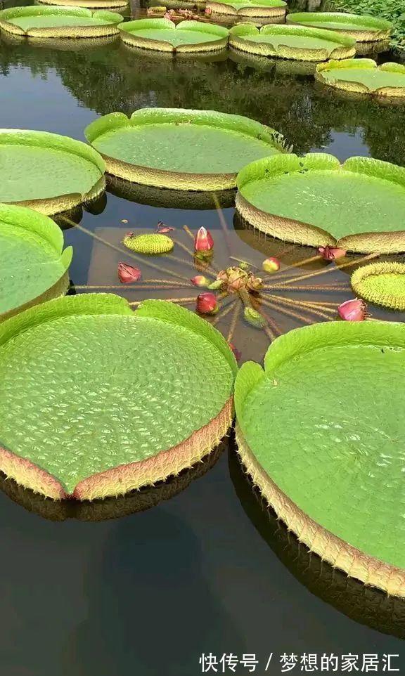 10种花太能喝水,一天一瓢水,7天爆满缸