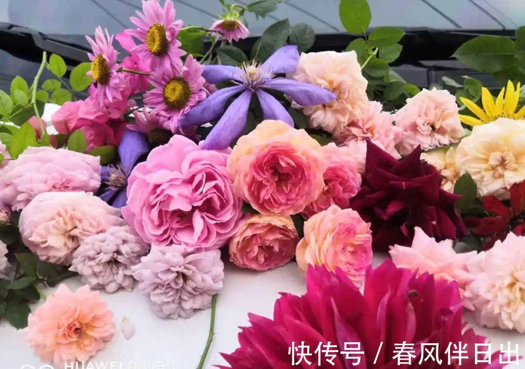 施肥|8种花赶紧剃头，剃得越狠，开花越多