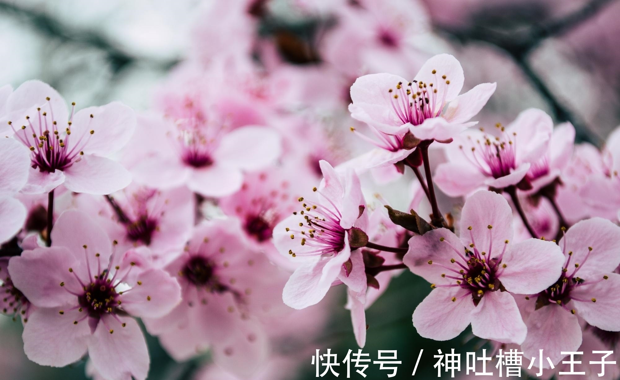 明月何时照我还&王安石很经典的7首短诗,4首励志3首可爱,读来大有收获