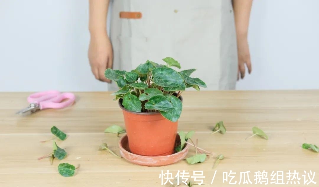 种花|9种花,夏天休眠了,一定少浇水,否则越浇越死