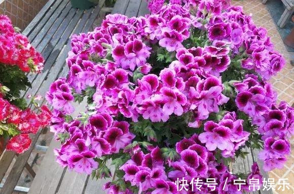 德利|1种花“人人爱”,耐旱好养,新手也能花开成球,一开300天!