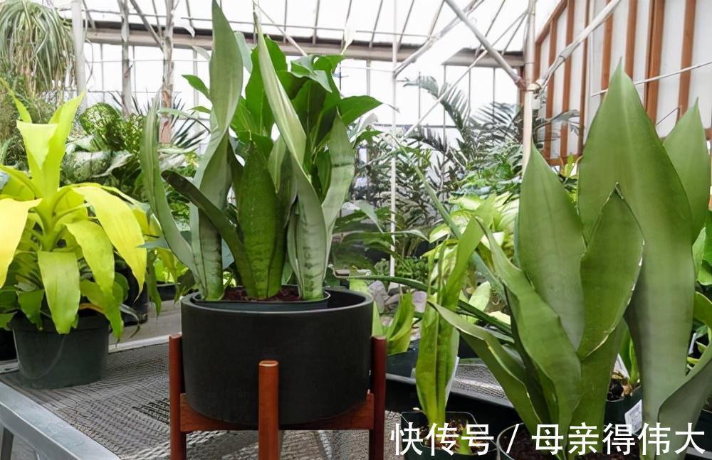 6种“懒人花”,看着很普通,养着很“实惠”,养得越久越觉得好