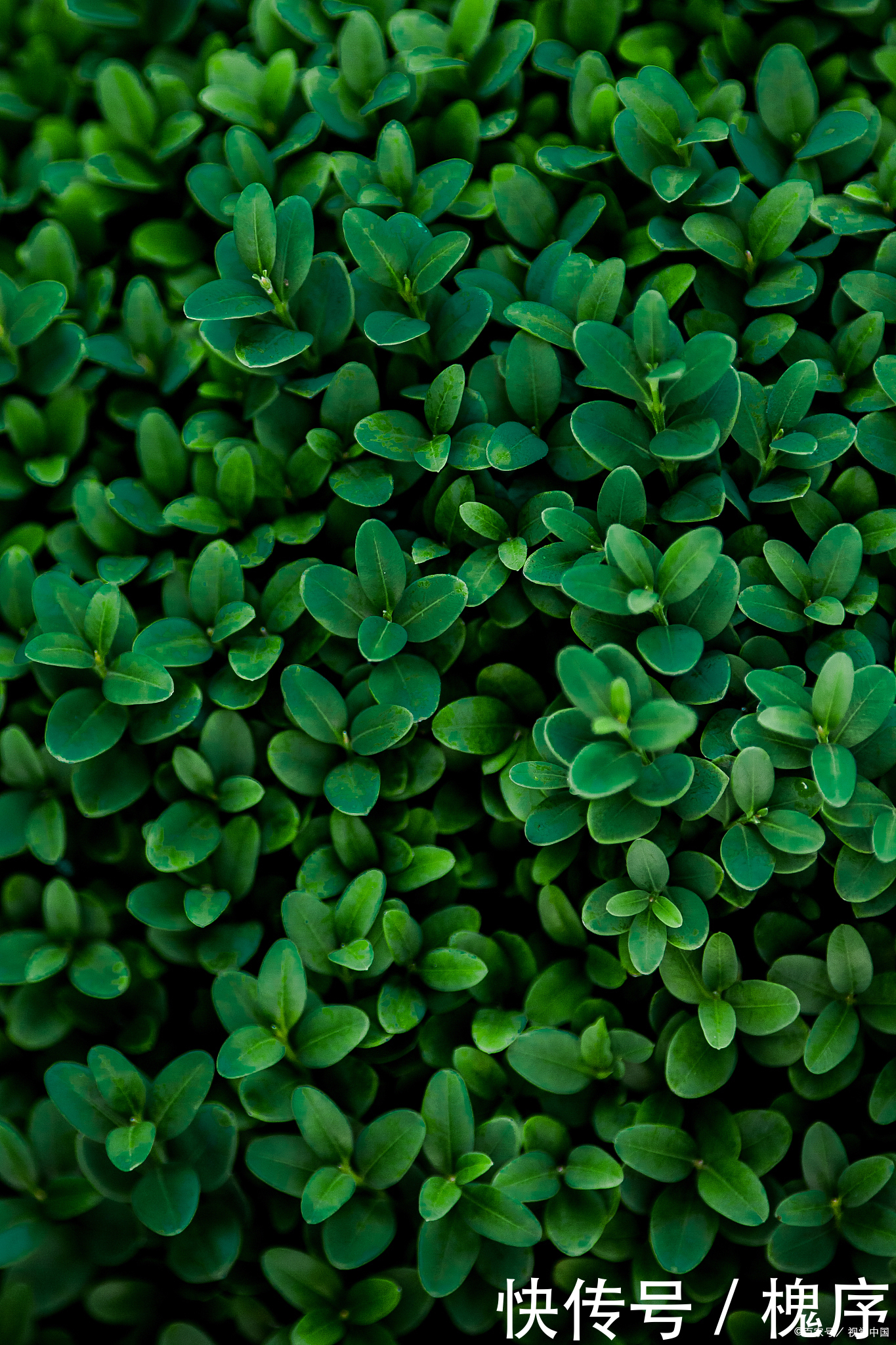 3万买棵盆景树,有人说不值,绿化带里大把,你觉得呢?