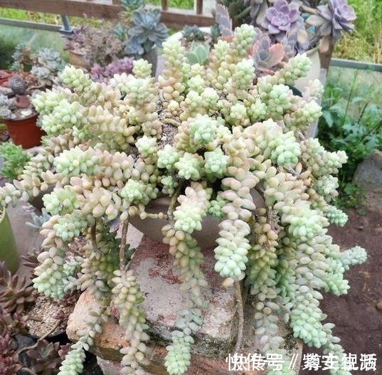 玉坠|把玉坠养出老桩不难,养出艳丽颜色就不简单了!