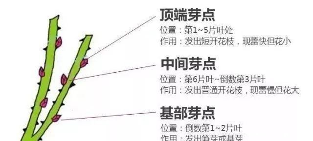 枝条|家庭月季花“剪枝”有窍门,定期修剪枝条,开花才会越开越多!