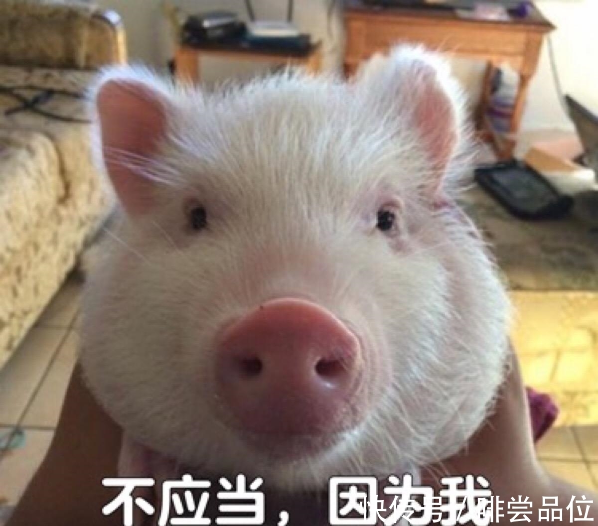 饲养员|怎么知道一只猪快不快乐?“猪脸识别”了解一下