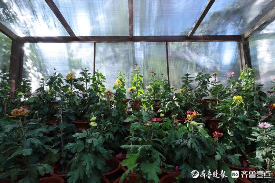 海豹池|菊花吐蕊，菊香四溢，趵突泉菊展代客来