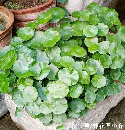 特别“喜水”的4种植物，平常给足水，缺水一次都不行