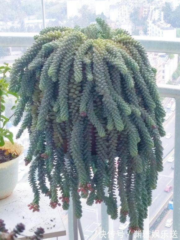 多肉植物|7种多肉，一养就爆盆，长长垂下来，变成“肉瀑布”，美煞人