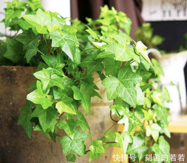 家里有“甲醛”,别忘了养“2种花”,放1盆,甲醛浓度“降低”