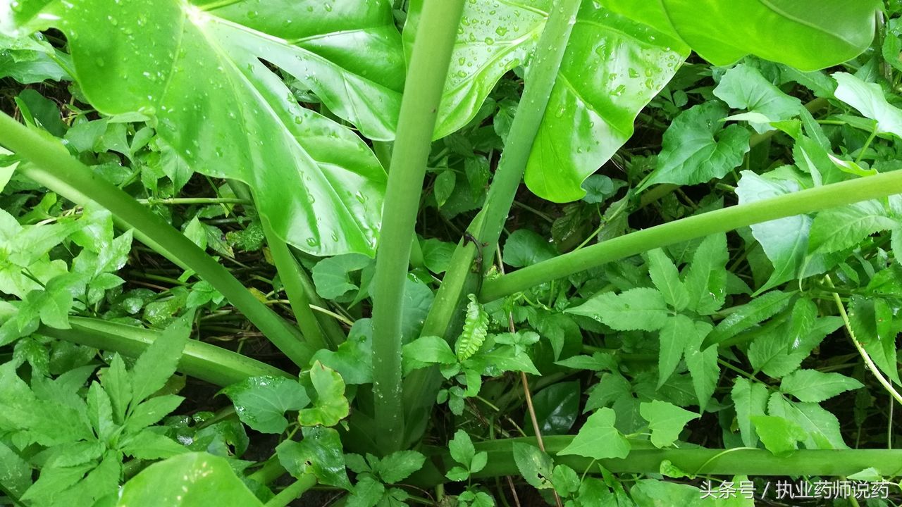 (《廣西中草藥》)治毒蛇娛蚣咬傷:海芋頭二兩,生油柑木皮一兩.