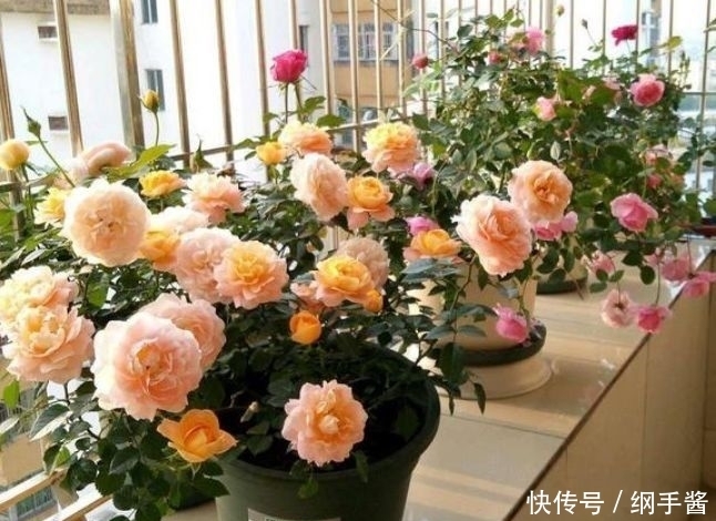 适合阳台养的4种花,花色多花期长,美得倾国倾城