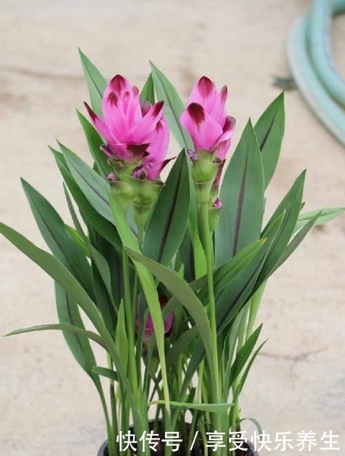 就是一块“姜”，生根发芽却开出了花，太像“荷花”了！