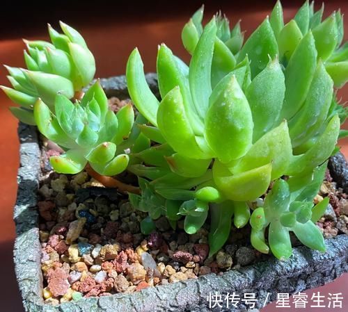 阳台上|怎么养多肉,才能与众不同,叶子水灵灵、红彤彤?