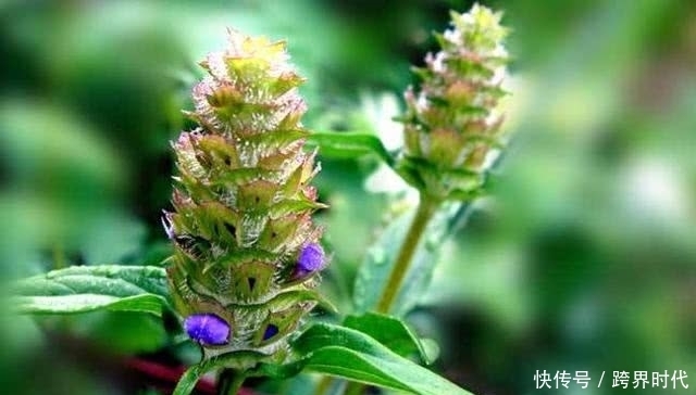 养肝|肝火旺别只知道喝菊花茶,这些食物吃起来,更能养肝降火!