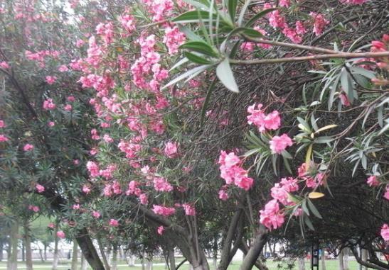 花人|这三种花“疾病花”千万不要放在家里养，懂花人都搬到外面养去了