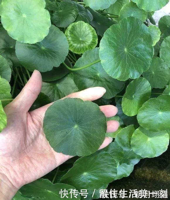 4种花“嗜水如命”,一刻也不能断水,缺了就蔫,看看你家有吗!