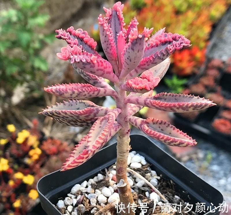 9种养不死的花，绿萝只能排最后，再养不活就剁手吧