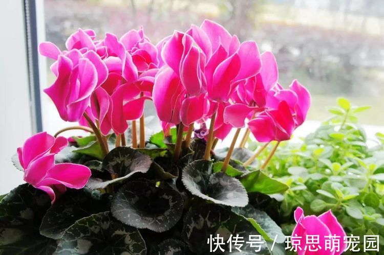 养此款盆栽,花色清新美丽,一盆千朵花,花期300多天,超美