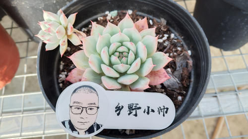 多方面|养多肉浇水需要注意细节,浇水方式要考虑多方面,才能养好肉肉