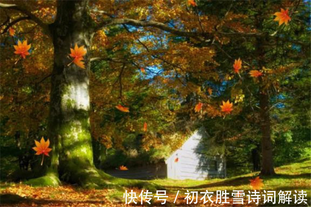 叶落!明丽落叶诗六首,叶落归根,秋到任他林落叶,春来从你树开花