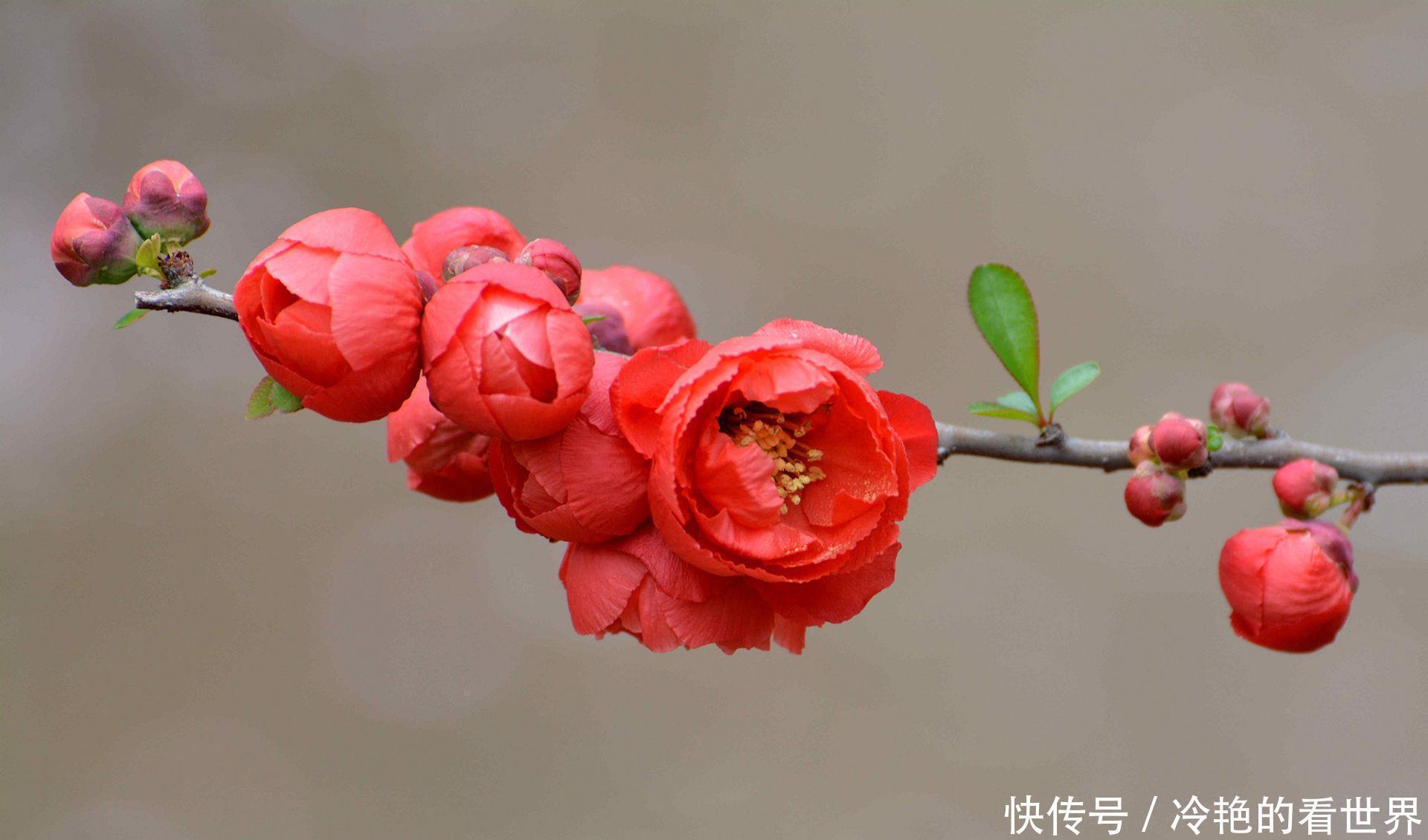 盆栽|4种“抗冻花”,娇艳不娇贵,寒冬腊月冻不死,冰天雪地开红花