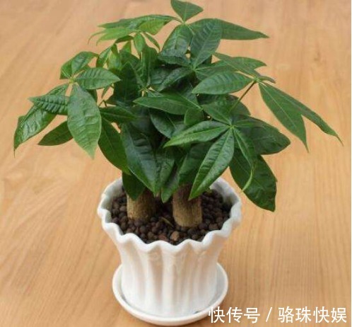 葫芦兰|这4种“耐旱”花,“大肚子”里面都是水,一个月不浇也没事!