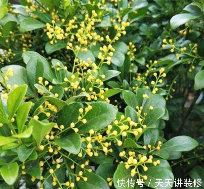 4种富贵花,添福添贵添好运,财运爆发,事业风生水起!