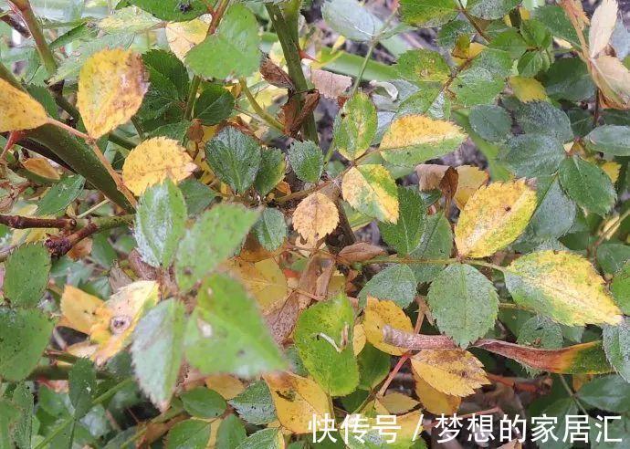 绿化带|4种“娇气花”楼房里总养死？扔在家门口，顿时枝繁叶茂，开花旺