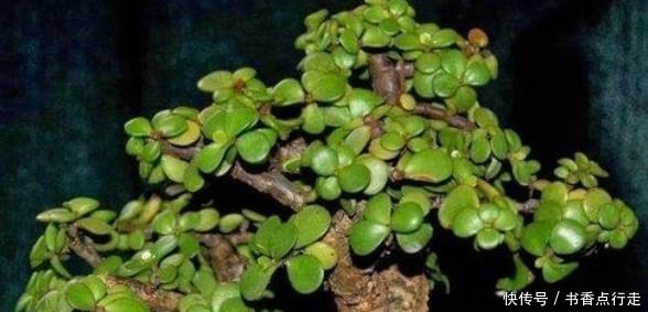 家里养金枝玉叶,几件“小事”做好了,小苗快速变老桩,枝繁叶茂