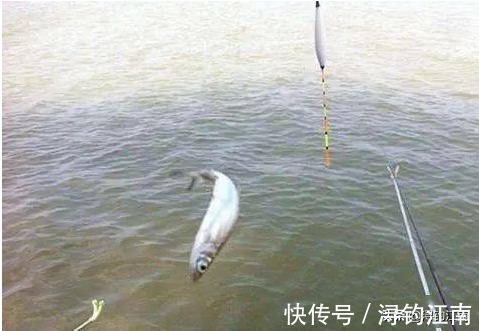 顶漂|出现“顶漂”却不中鱼的几点原因,知道的人可不一般呐,莫不信