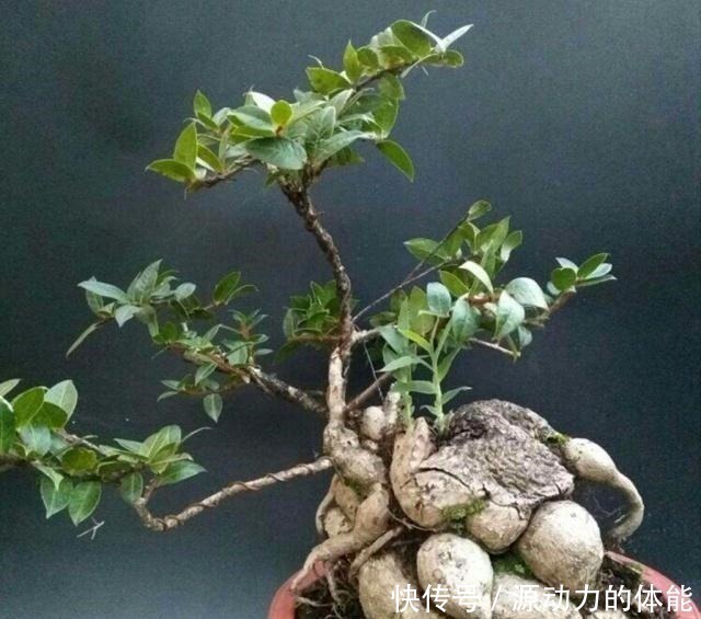 农村一种植物,人称“叶上花”,盆栽很漂亮,采枝条就行,别挖根!