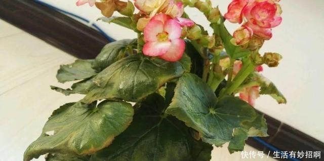 10种花,春天不能晒,躲屋里最安全!10种花,春天不能晒,躲屋里最安全!