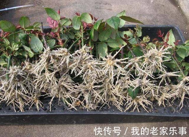 长寿花|不用买“生根液”，出去捡“1块它”，晒干放花盆里，7天冒根系