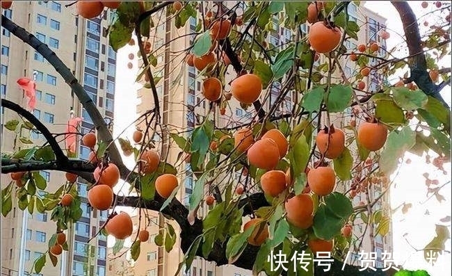 家有五树,儿孙都富!有院子建议栽5种树,看花,收果,寓意吉利